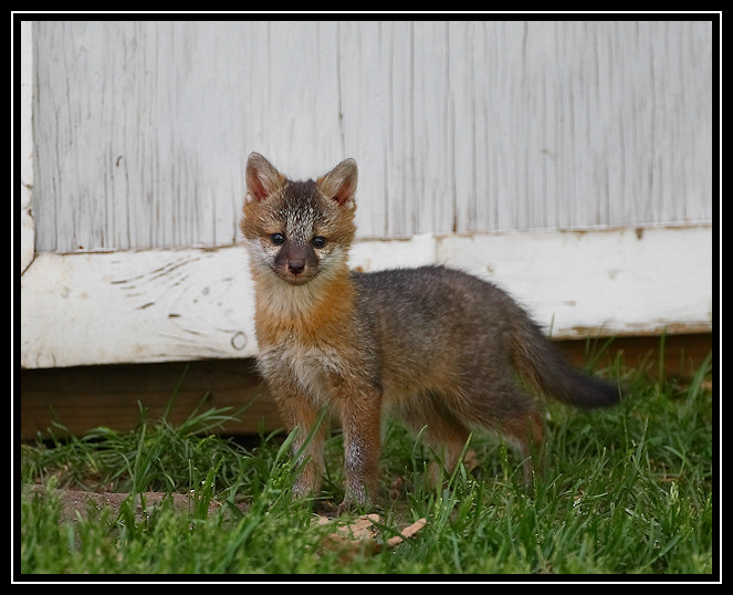 Fox kit (neighbors yard)