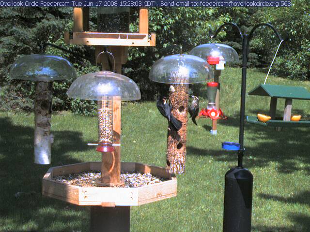 Red-winged blackbirds