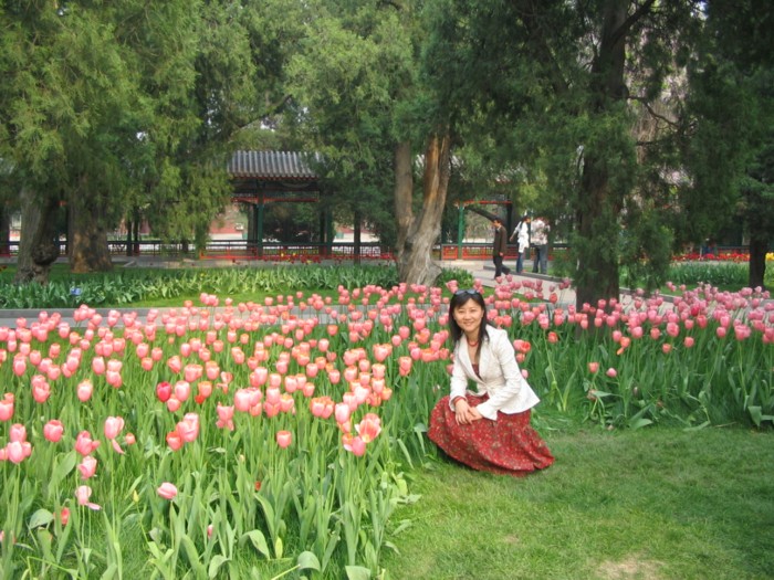 pinktulip.JPG