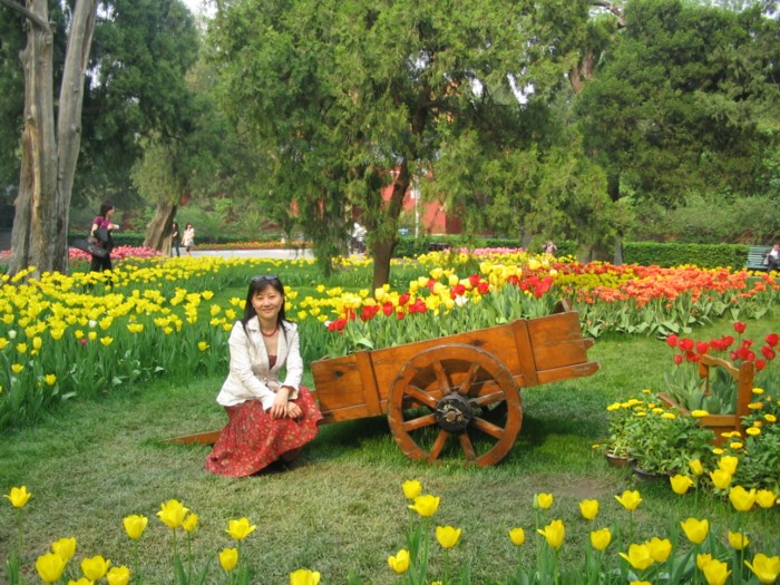 tulipcart.JPG