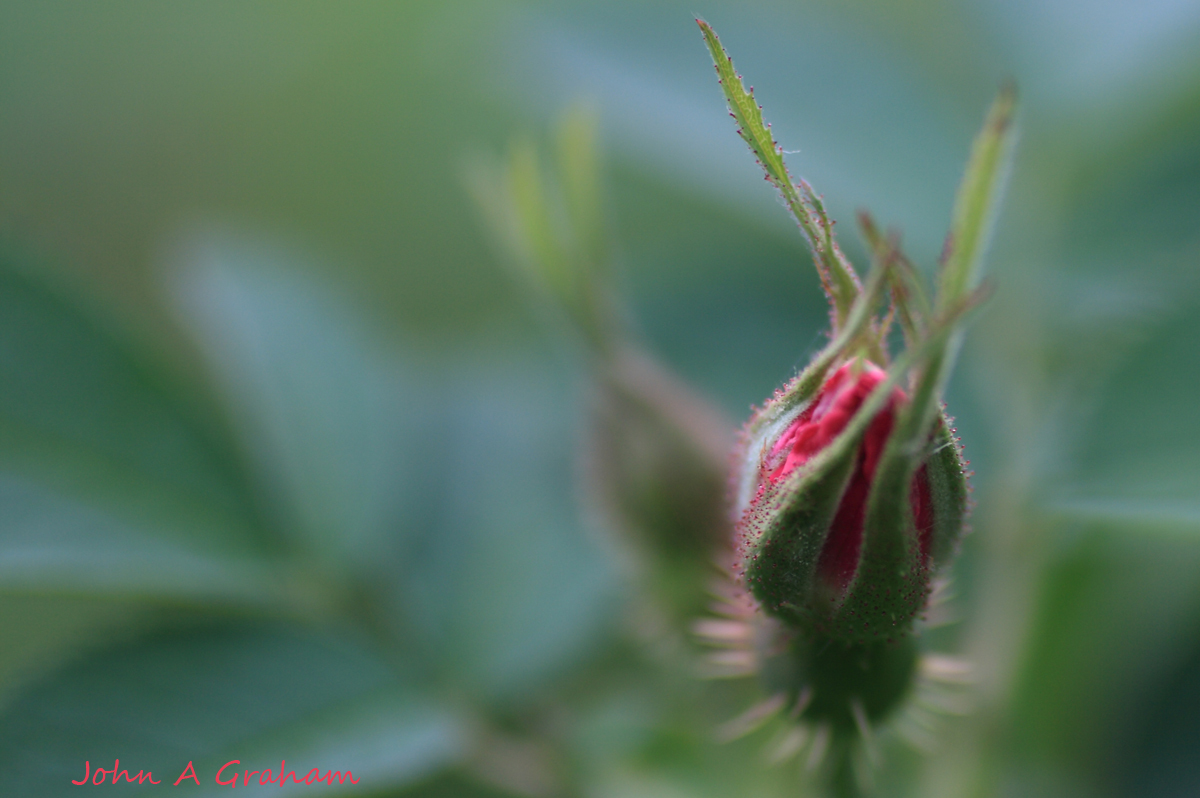 First of the wild roses