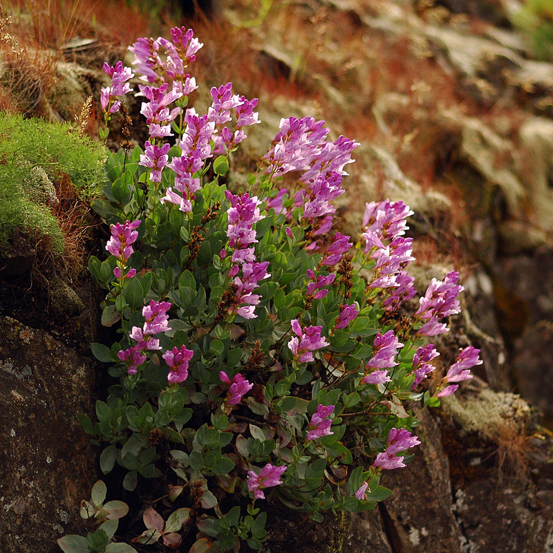 Barretts Penstemon