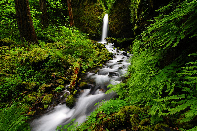 Lower Ruckel Creek Falls, 2008-3