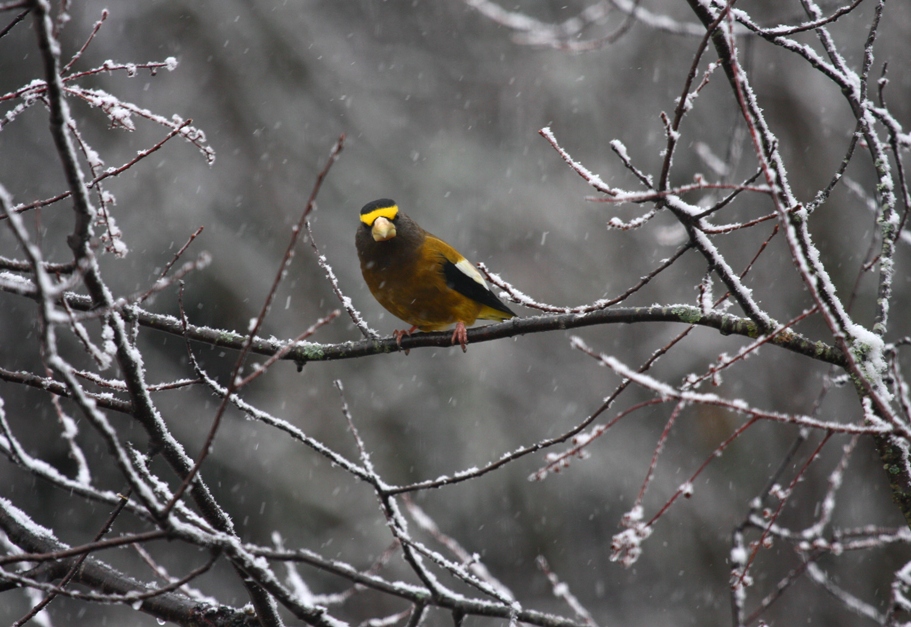 Evening Grosbeak 3958