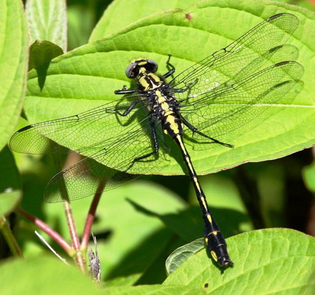 Midland Clubtail (G. fraternus) - Male