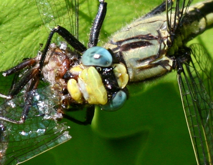 Horned Clubtail (A. cornutus) - Female