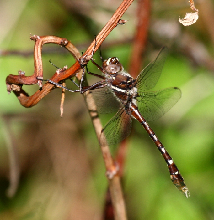 Stream Cruiser (D. transversa) - Male