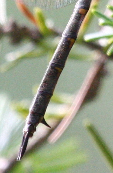 Williamsons Emerald (S. williamsoni) - female