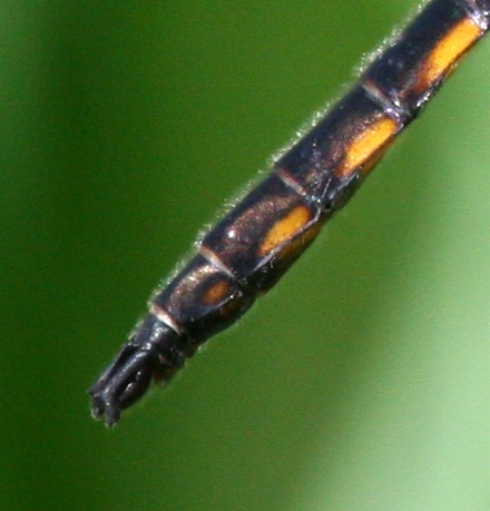 Beaverpond Baskettail (T. canis) - male