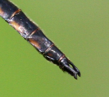 Beaverpond Baskettail (T. canis) - male