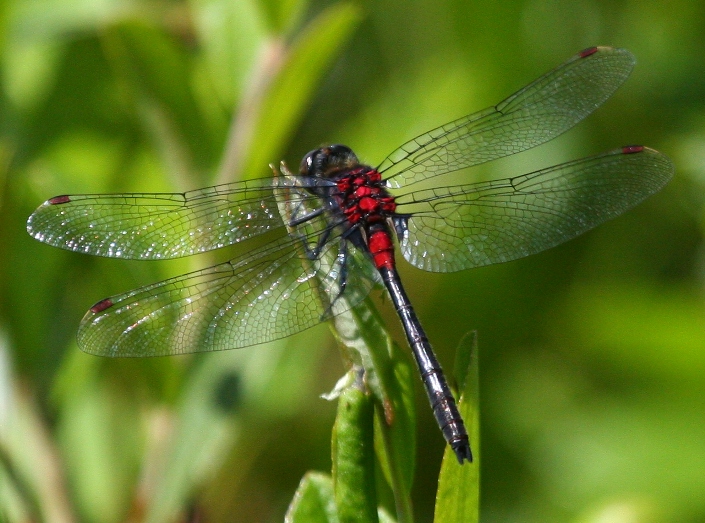 Crimson-ringed Whiteface (L. glacialis) - male