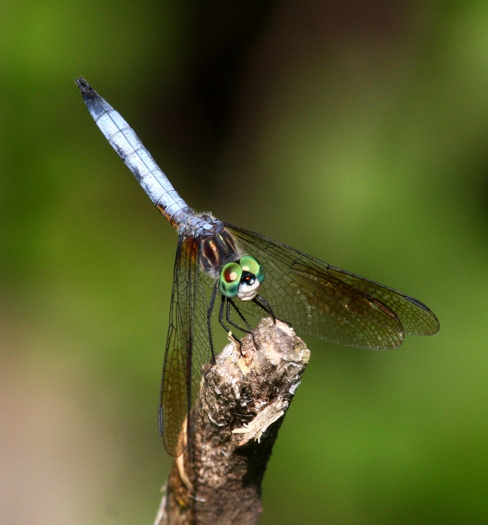 Blue Dasher (P. longipennis) - male