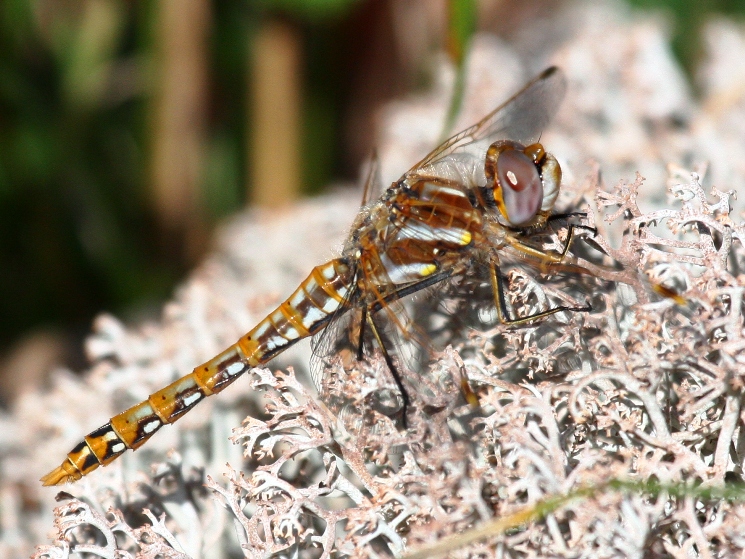 Variegated Meadowhawk (S. corruptum) - female