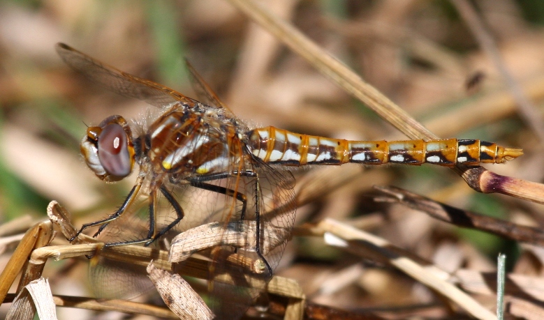 Variegated Meadowhawk (S. corruptum) - female