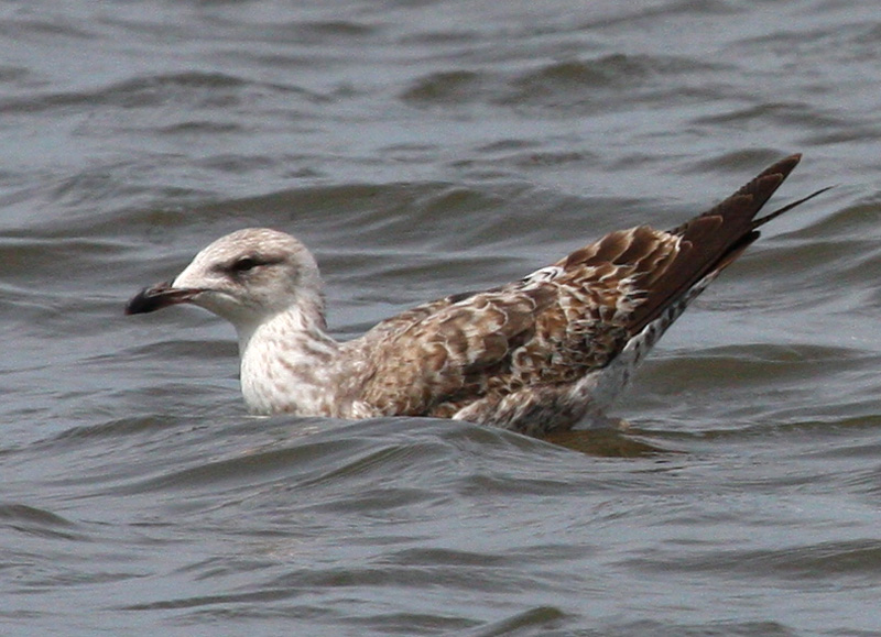 Lesser Black-backed Gull