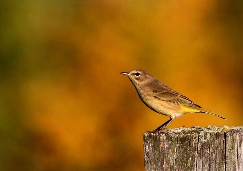 Palm Warbler 2658