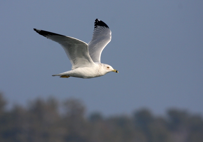 Ring-billed Gull 3479