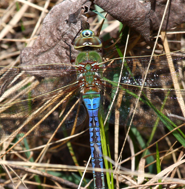 Common Green Darner (A. junius) - Male