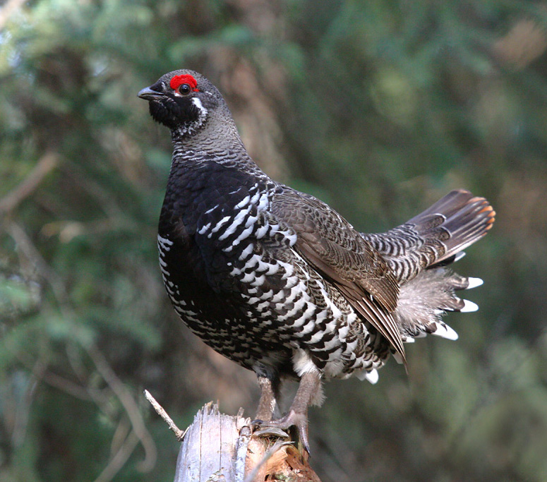 Spruce Grouse 6719