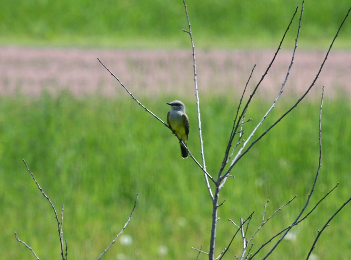 Western Kingbird 7640