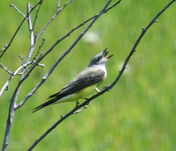 Western Kingbird 7648