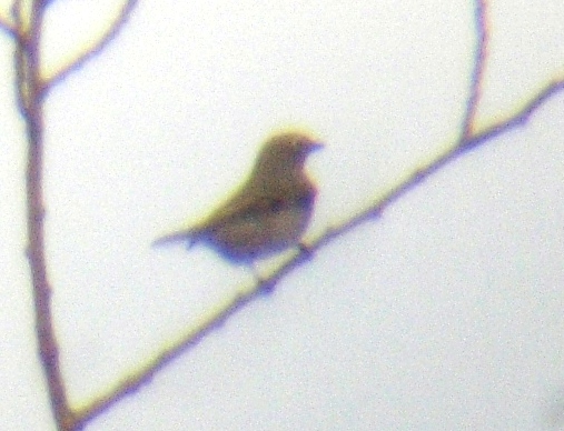 Townsends Solitaire 3710