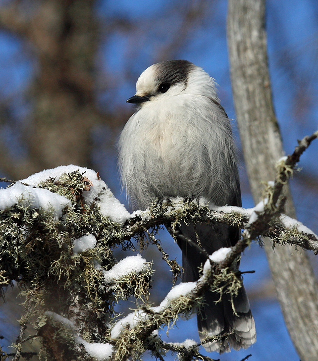 Gray Jay 3955