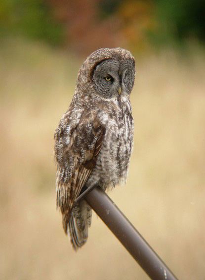 Great Gray Owl