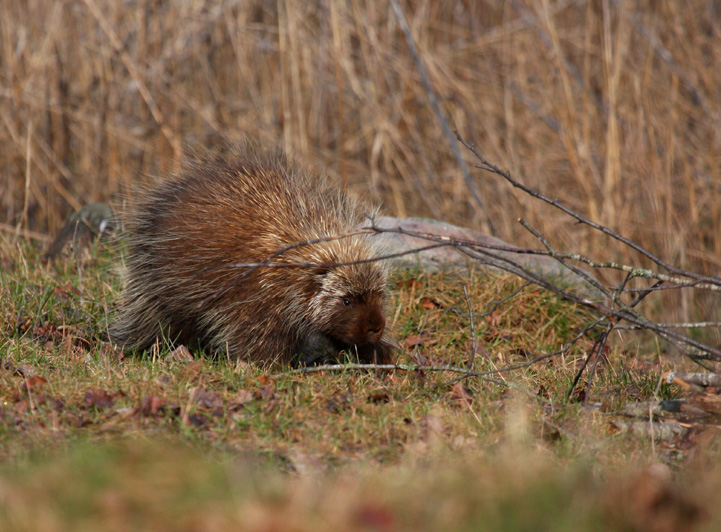 Porcupine 0637