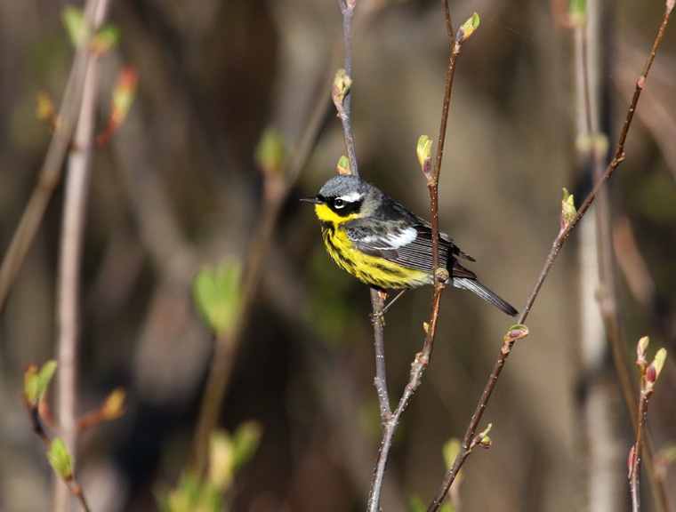 Magnolia Warbler 0963