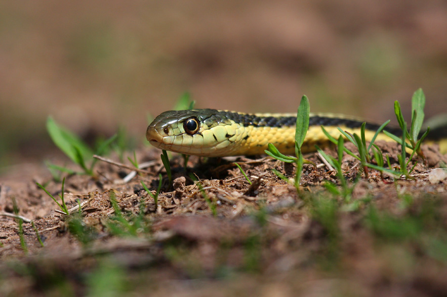 Garter Snake 1030