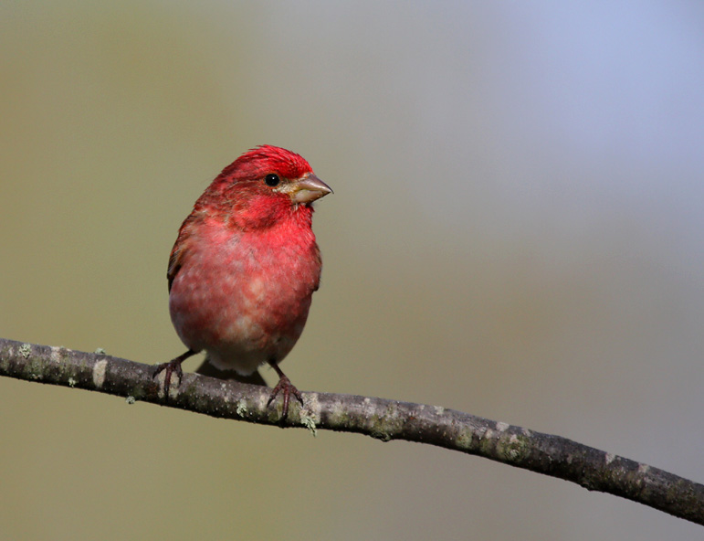 Purple Finch 1071