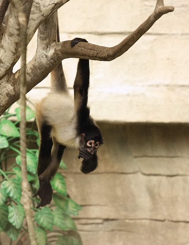 The Hanging Philosopher