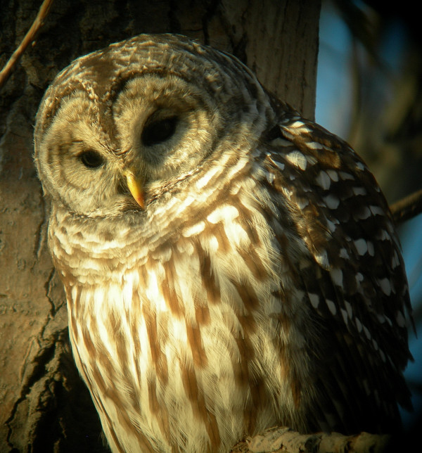 Chouette raye / Barred Owl