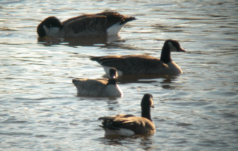 Bernache de Hutchins / Cackling Goose