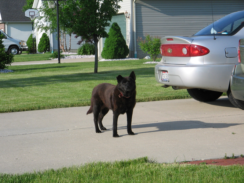 The Mystery Dog