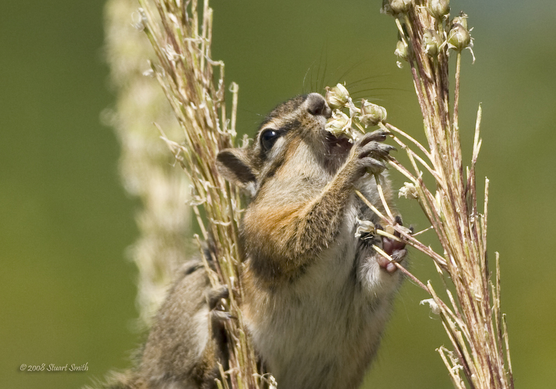 Chipmunk feeding-7381