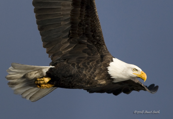 Bald Eagle Up Close and Personal -0441