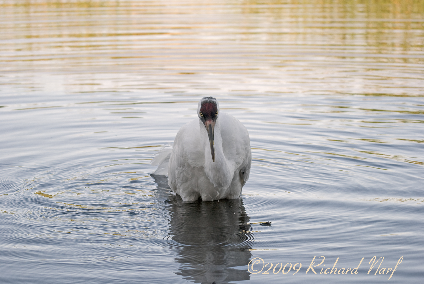 WHOOPING CRANE