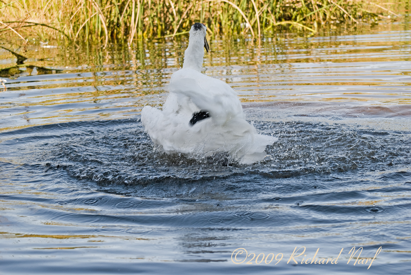 WHOOPING CRANE