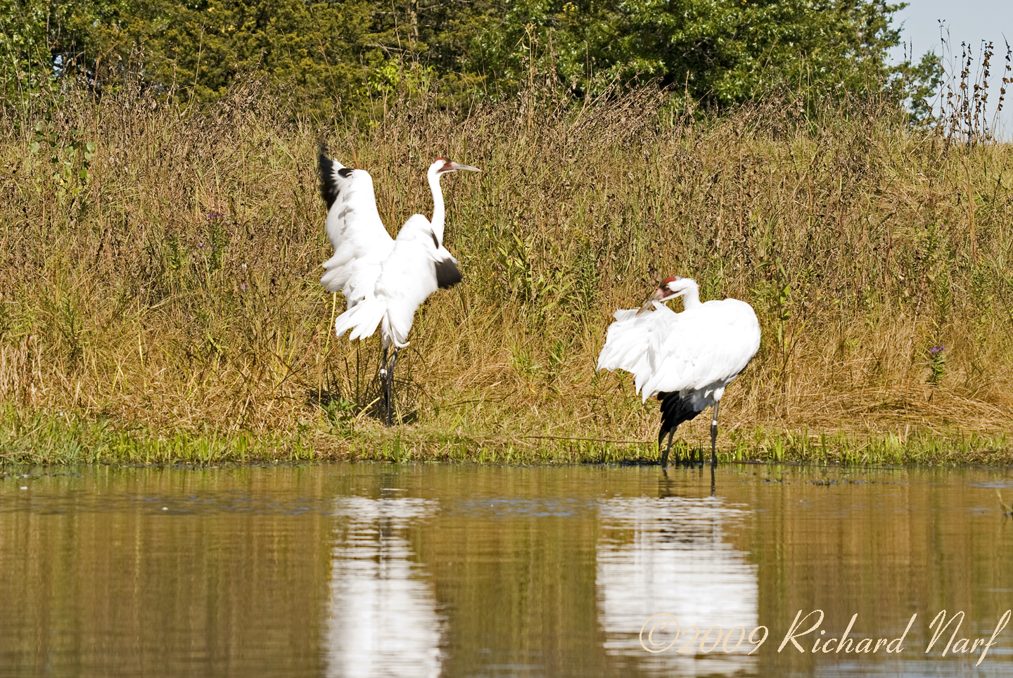 WHOOPING CRANE