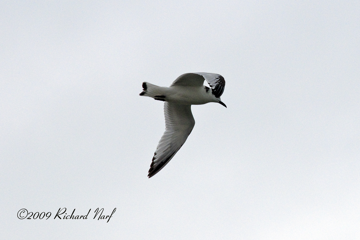 Black-legged Kittiwake