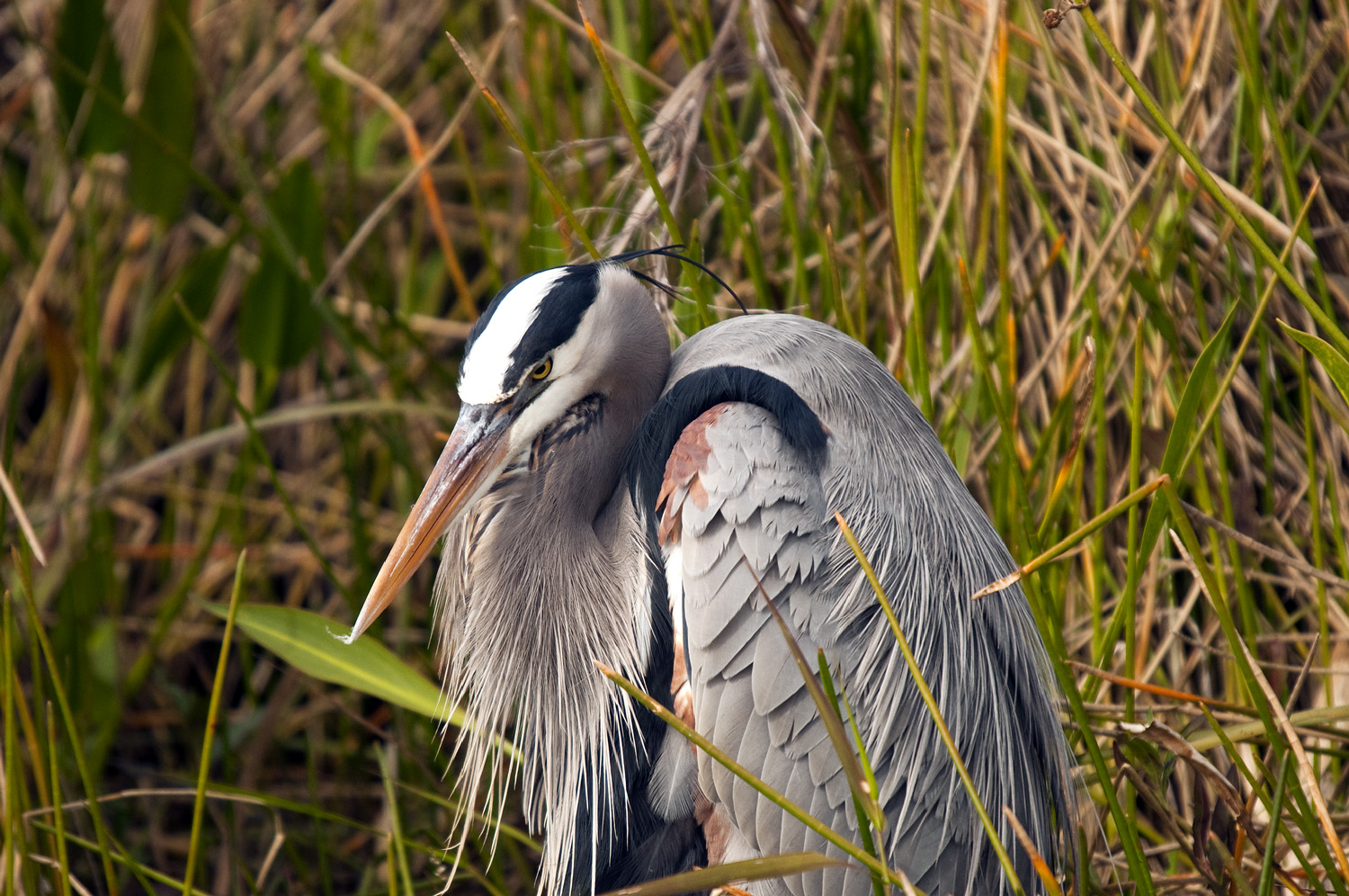 Great Blue Heron