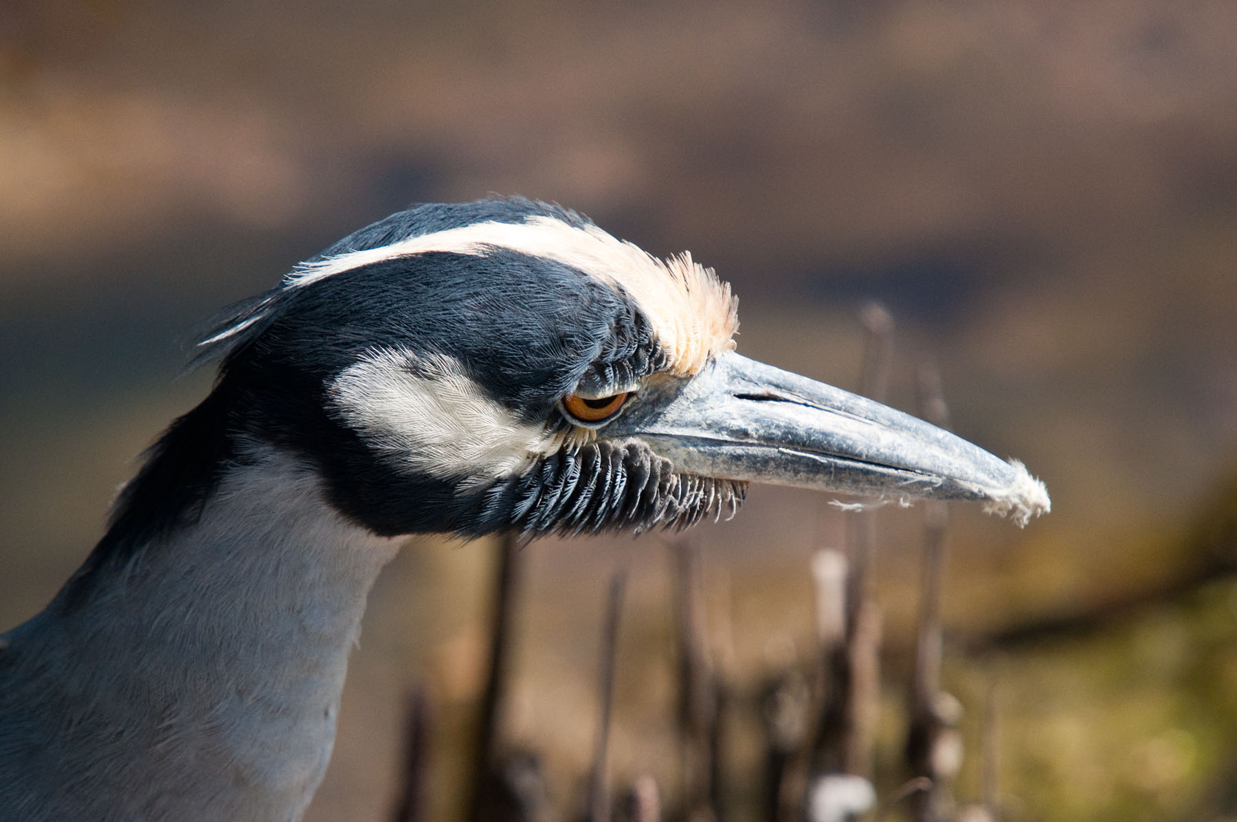 Yellow-Crowned Night-Heron