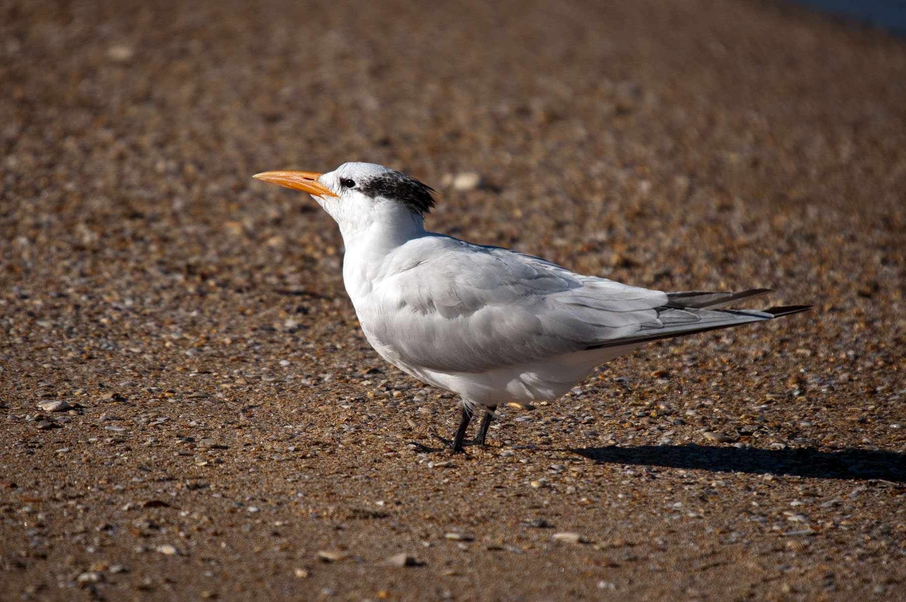 Royal Tern