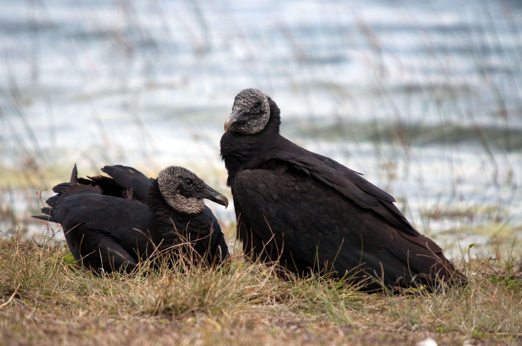 Black Vulture