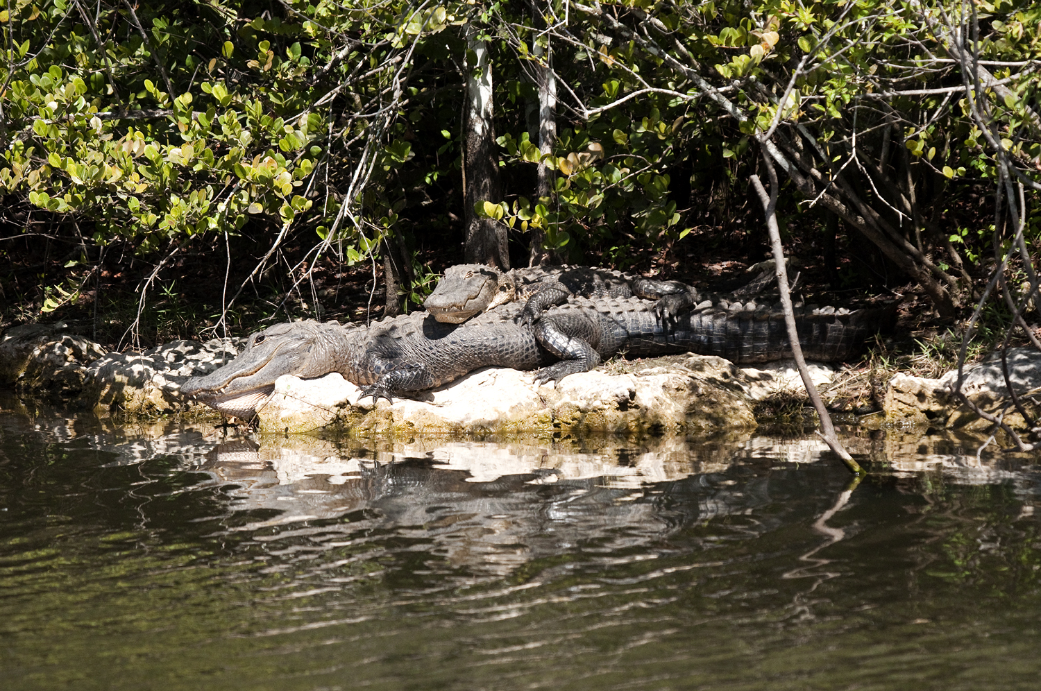 Alligator - Everglades Area, FL