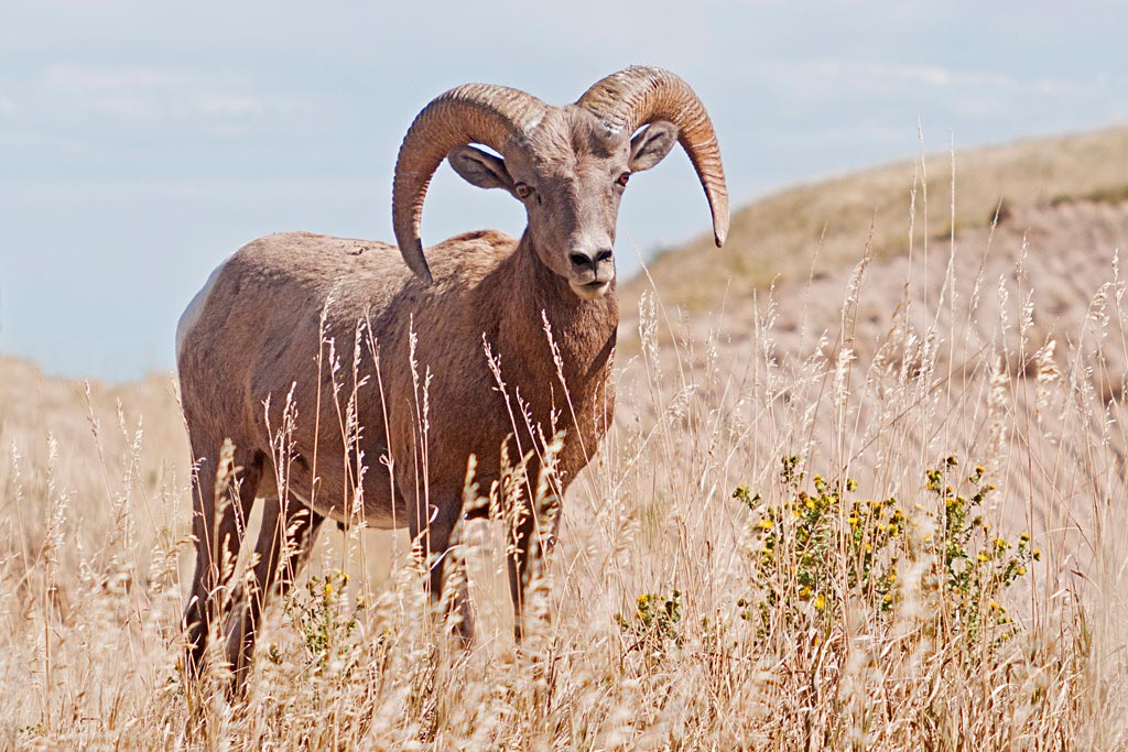 Big Horn Sheep - Badlands National Park