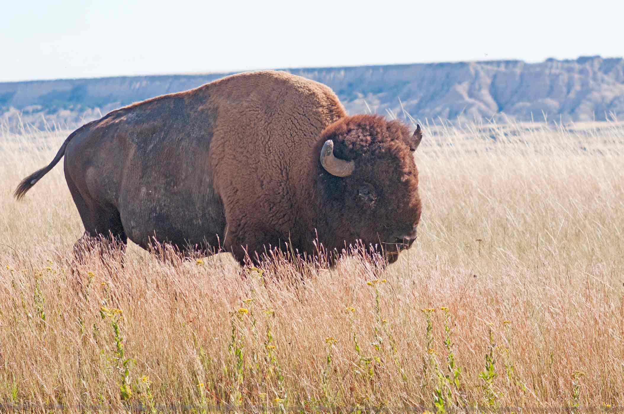 Bison - Badlands National Park