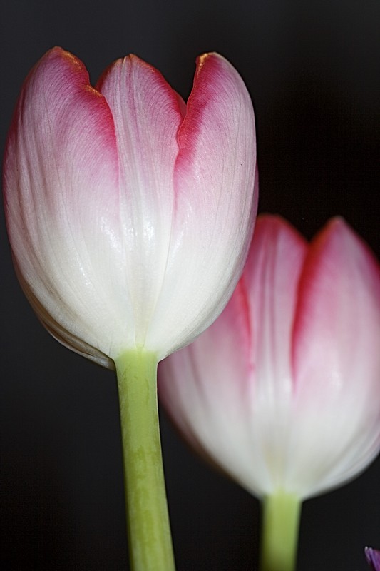 pink n white